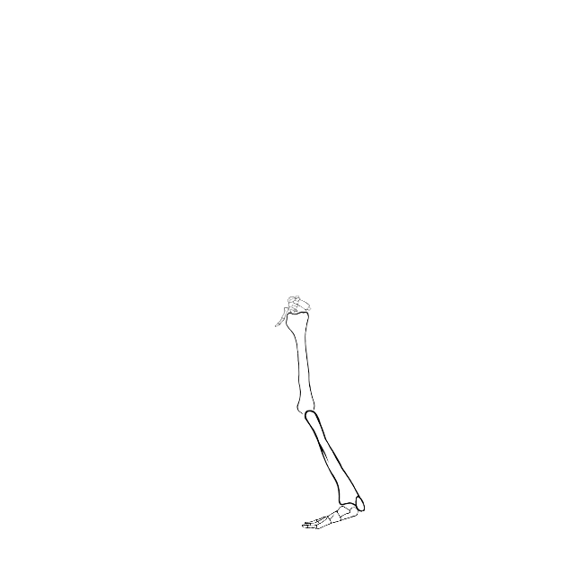 Dem bones dem bones dem – dry bones!