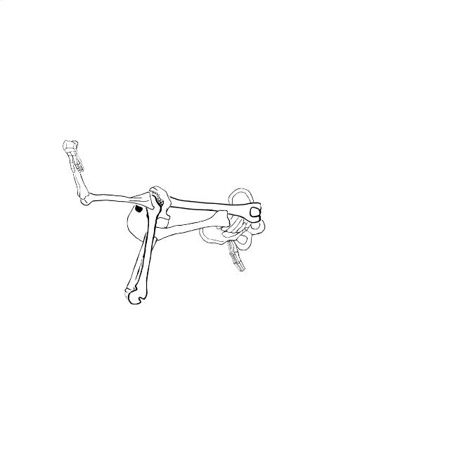 Dem bones dem bones dem – dry bones!
