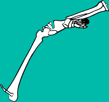Dem bones dem bones dem – dry bones!
