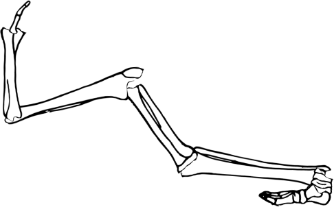 Dem bones dem bones dem – dry bones!
