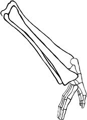 Dem bones dem bones dem – dry bones!