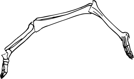 Dem bones dem bones dem – dry bones!