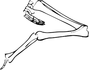 Dem bones dem bones dem – dry bones!