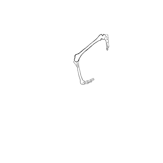 Dem bones dem bones dem – dry bones!