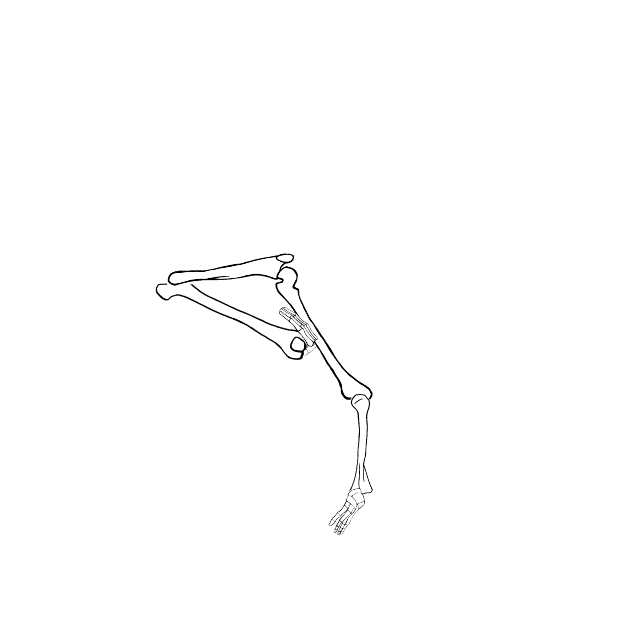 Dem bones dem bones dem – dry bones!