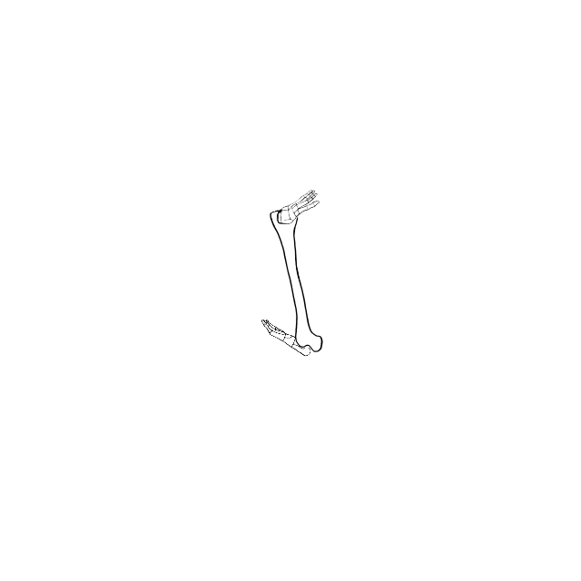 Dem bones dem bones dem – dry bones!