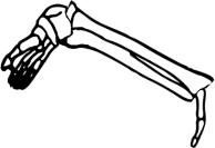 Dem bones dem bones dem – dry bones!