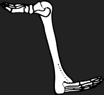 Dem bones dem bones dem – dry bones! Dem bones dem bones dem – extra bones!