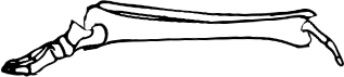 Dem bones dem bones dem – dry bones!