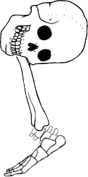 Dem bones dem bones dem – dry bones!