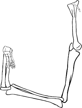 Dem bones dem bones dem – dry bones!