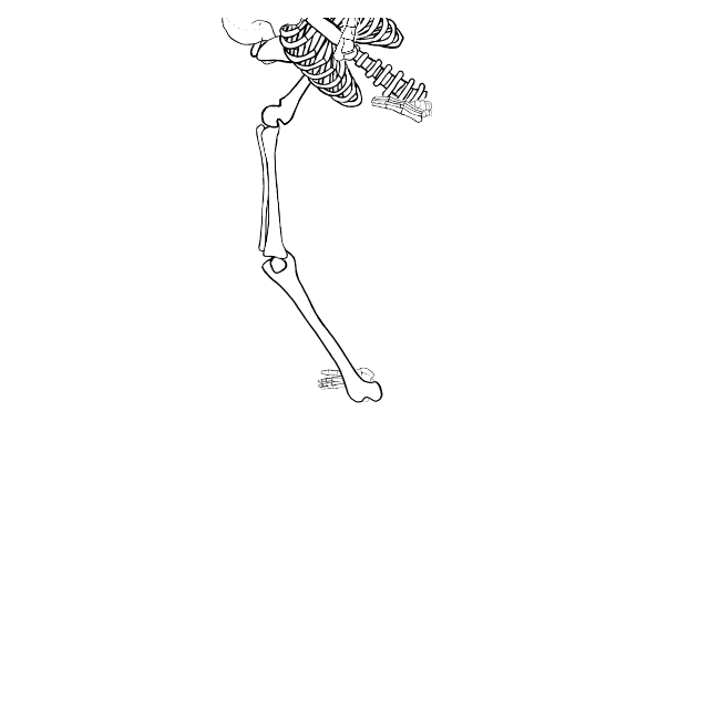 Dem bones dem bones dem – dry bones!