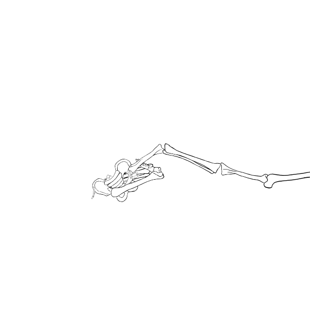 Dem bones dem bones dem – dry bones!