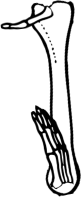 Dem bones dem bones dem – dry bones!