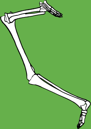 Dem bones dem bones dem – dry bones!