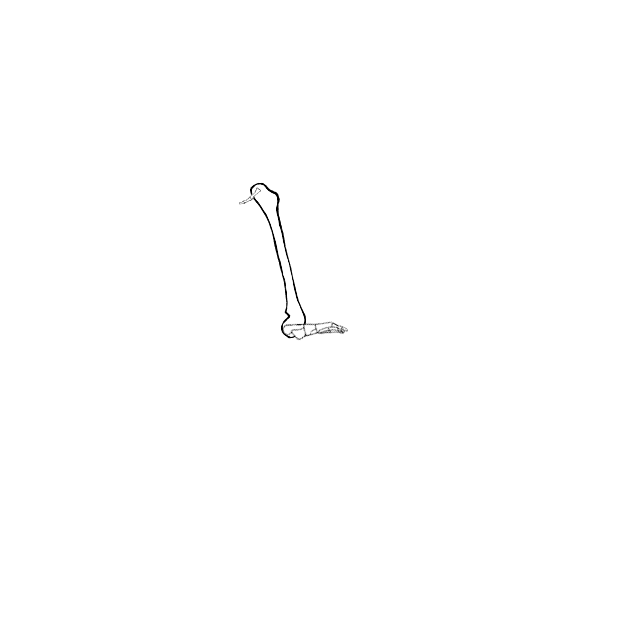 Dem bones dem bones dem – dry bones!