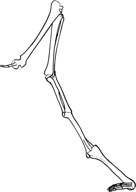 Dem bones dem bones dem – dry bones! Dem bones dem bones dem – extra bones!
