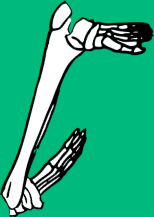 Dem bones dem bones dem – dry bones!