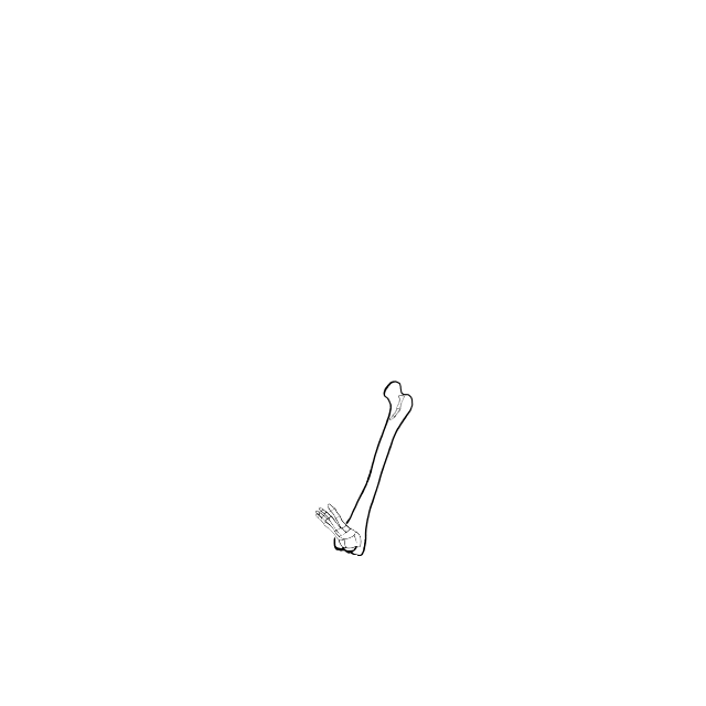 Dem bones dem bones dem – dry bones!
