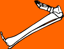 Dem bones dem bones dem – dry bones!