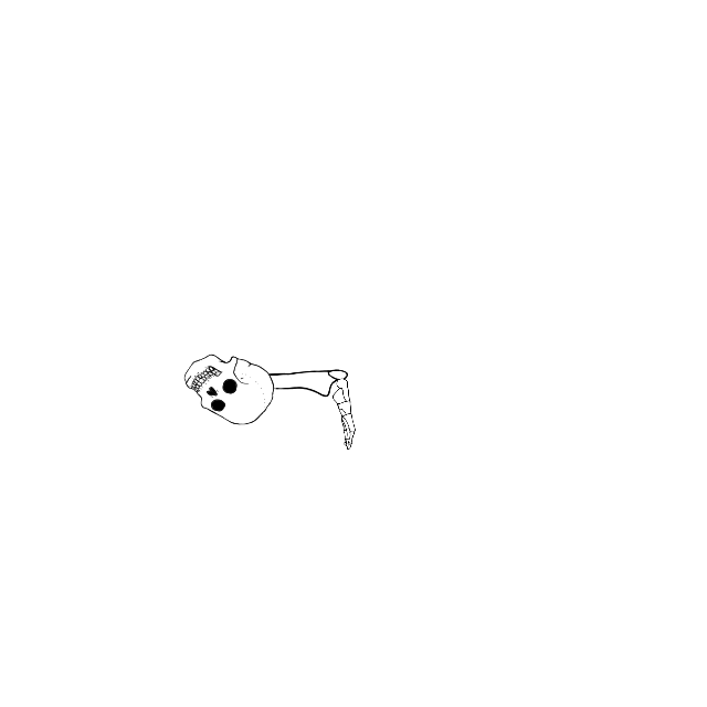 Dem bones dem bones dem – dry bones!