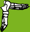 Dem bones dem bones dem – dry bones! Dem bones dem bones dem – extra bones!