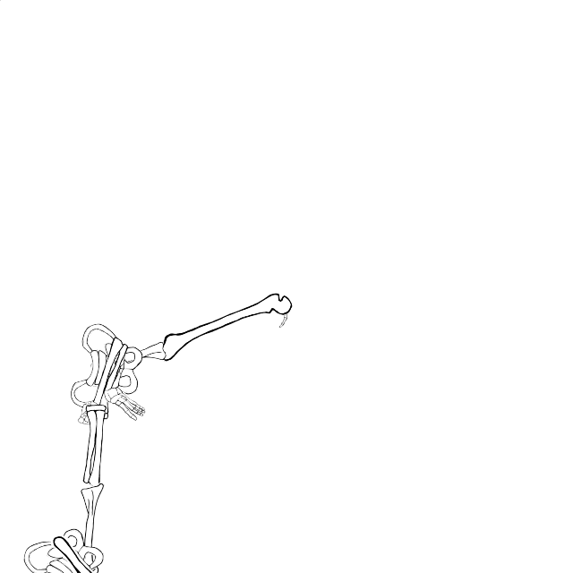 Dem bones dem bones dem – dry bones!