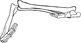 Dem bones dem bones dem – dry bones!