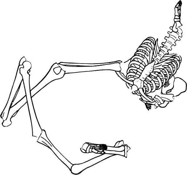 Dem bones dem bones dem – dry bones!