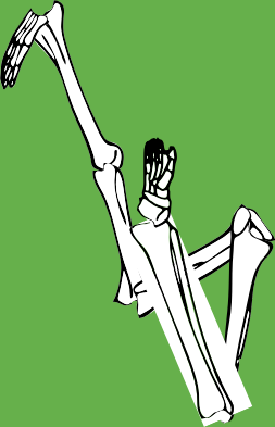 Dem bones dem bones dem – dry bones!