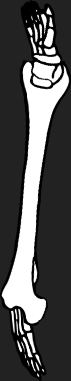 Dem bones dem bones dem – dry bones!