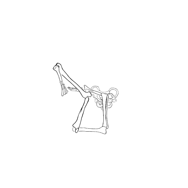 Dem bones dem bones dem – dry bones!