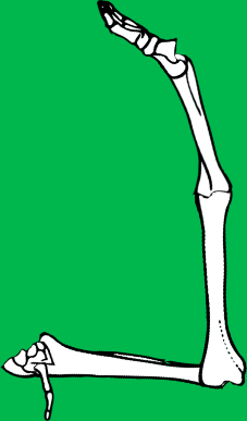 Dem bones dem bones dem – dry bones!