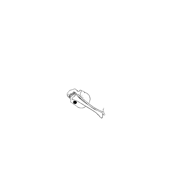 Dem bones dem bones dem – dry bones!