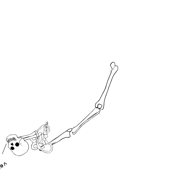 Dem bones dem bones dem – dry bones!