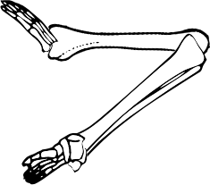 Dem bones dem bones dem – dry bones!