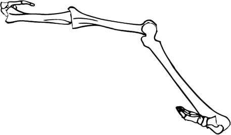 Dem bones dem bones dem – dry bones!
