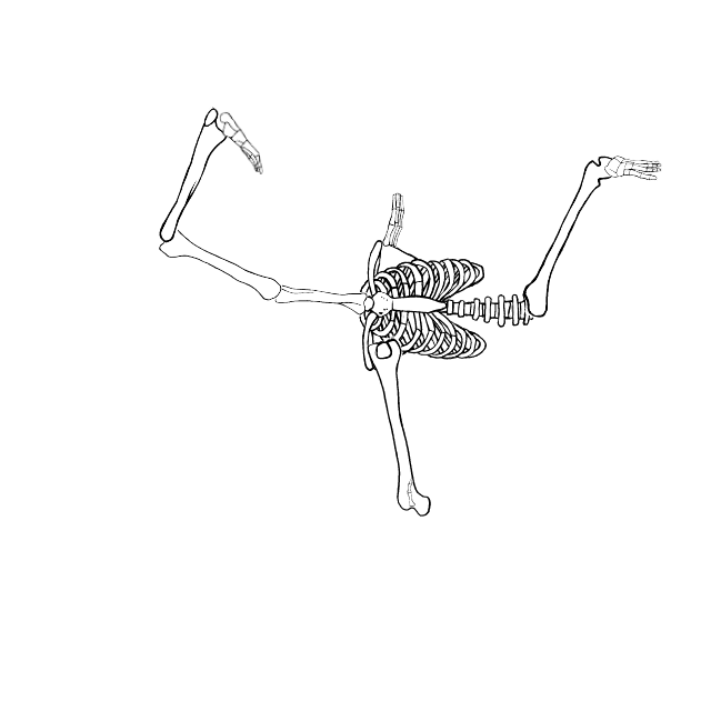 Dem bones dem bones dem – dry bones!