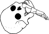 Dem bones dem bones dem – dry bones!