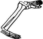 Dem bones dem bones dem – dry bones!