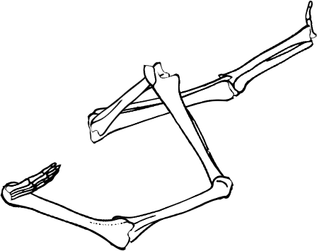 Dem bones dem bones dem – dry bones!