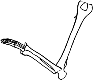Dem bones dem bones dem – dry bones!