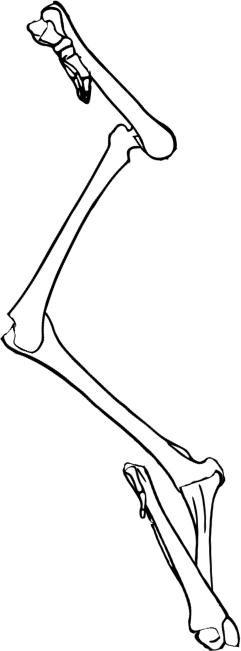 Dem bones dem bones dem – dry bones!