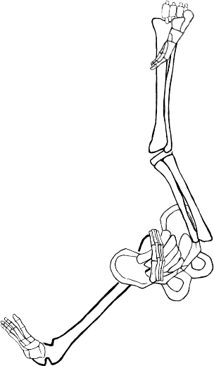 Dem bones dem bones dem – dry bones!