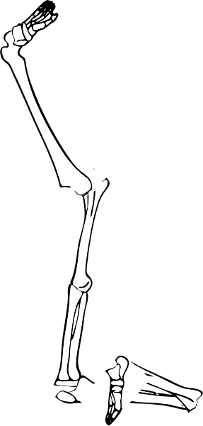 Dem bones dem bones dem – dry bones!