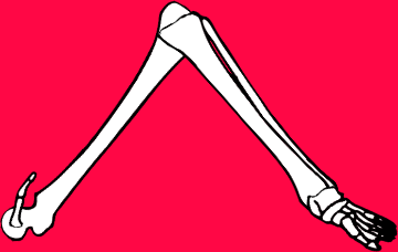 Dem bones dem bones dem – dry bones!