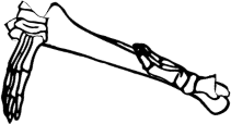 Dem bones dem bones dem – dry bones!