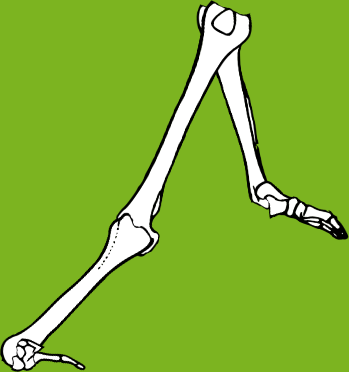 Dem bones dem bones dem – dry bones!