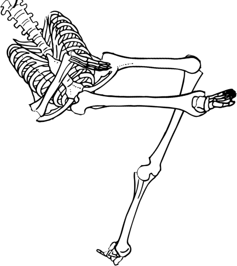 Dem bones dem bones dem – dry bones!