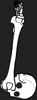 Dem bones dem bones dem – dry bones! Dem bones dem bones dem – extra bones!